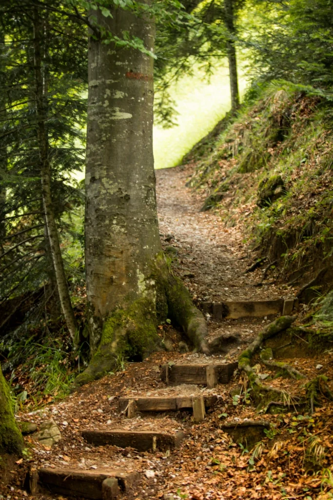 chemin des cimes en Alsace
