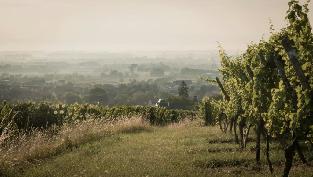 vignoble alsacien gewurtz